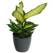 Dieffenbachia 'Camilla' + Cachep Antracite